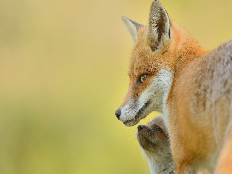 试管婴儿能吃芹菜,河池市试管